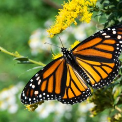 Eastern Monarch Butterfly