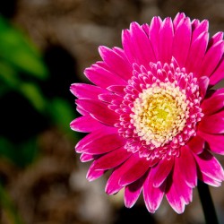 Garvinae Sweet Fiesta Gerber Daisy