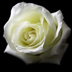 White Rose