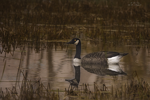 11431 Canada Goose 2