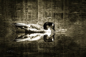 11436 Canada Goose Branta canadenis