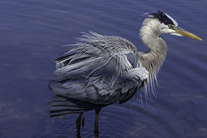 10003 Great Blue Heron Ardea herodias by John Gilsenan