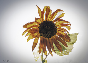 10052 Paper Sunflower  by John Gilsenan 