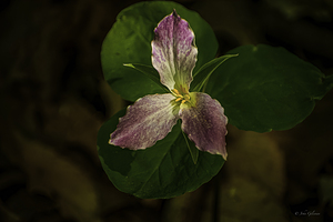 10056 Trillium 1 by John Gilsenan 