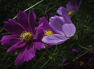 10923 Cosmos 8  by John Gilsenan 