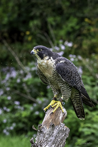 10156 Peregrine Falcon