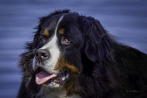 10272 Bernese Mountain Dog  by John Gilsenan