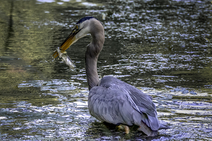 10330 Great Blue Heron Ardea herodias by John Gilsenan 