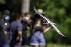 10344 Common Tern. Sterna hirundo by John Gilsenan 
