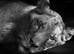 10426 African Lioness  