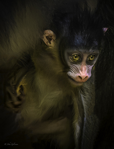 10428 New Born Mandrill Monkey  by John Gilsenan 