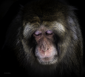 10455 Japanese Macaque 