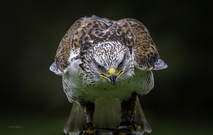 11485 Gyrfalcon.Falco rusticolus by John Gilsenan 