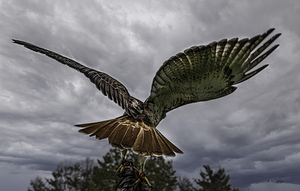 10466 Red Tailed Hawk  by John Gilsenan 