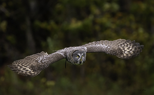 10470 Great Gray Owl Strix nebulosa by John Gilsenan 