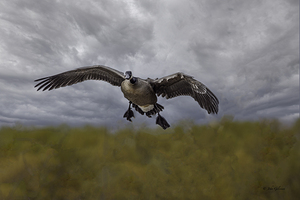 10487 Landing Gear by John Gilsenan 