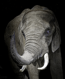 10499 African Elephant by John Gilsenan