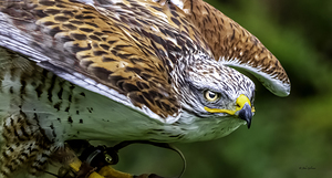 10525 Gyrfalcon Falcon. Falco rusticolus by John Gilsenan 
