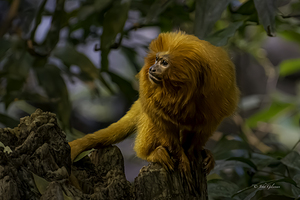 10535 Golden Lion Tamarin by John Gilsenan