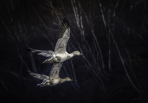 10584 Snow Geese Tandem by John Gilsenan