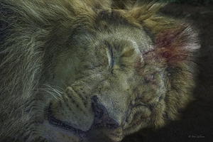 10604 African Lion 2 by John Gilsenan 