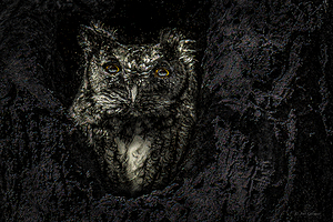10616 Eastern Screech Owl. Megascops asio  by John Gilsenan 