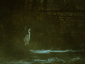 10617 Great Blue Heron Ardea herodias by John Gilsenan
