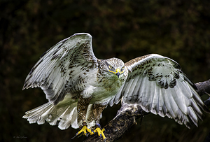 10654 Gyrfalcon  Falco rusticolus by John Gilsenan