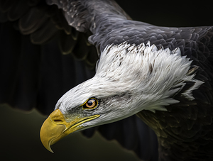 10658 American Bald Eagle  by John Gilsenan