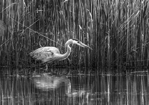 10673 Great Blue Heron Ardea herodias by John Gilsenan