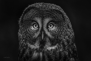 10686 Great Gray Owl Strix nebulosa by John Gilsenan 