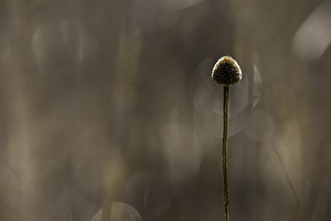 10693 Solitary by John Gilsenan