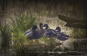 10695 Morning Mallards