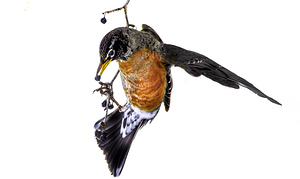 10708 American Robin  by John Gilsenan