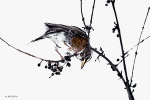 10709 American Robin  by John Gilsenan 