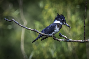 10740 Belted Kingfisher by John Gilsenan