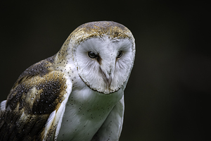 10765 Barn Owl. Tyto alba by John Gilsenan