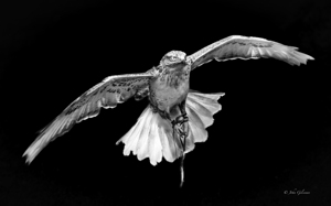 10774 Gyrfalcon.Falco rusticolus by John Gilsenan 
