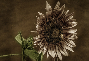 10777 Common Suflower 