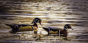 10858 A Pair of Wood Ducks by John Gilsenan 