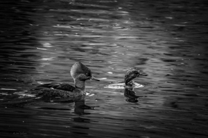 10875 Hooded Merganser  by John Gilsenan