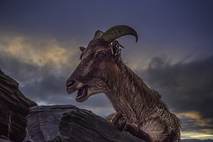 10895 Big Horned Sheep by John Gilsenan