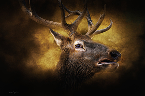 10920 Elk  Parc Omega by John Gilsenan