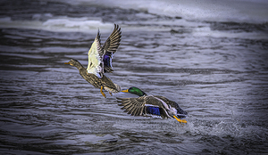 10954 Frolicking Mallards 
