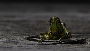 10980 Migratory Grasshopper by John Gilsenan