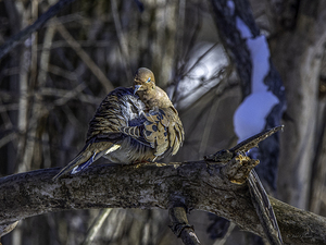 10987 Mourning Dove 