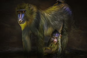10988 Mandrill and Son  by John Gilsenan
