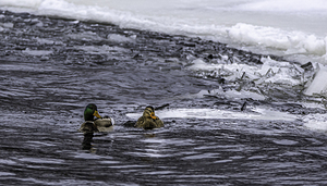10992 Ducks on the Rocks  by John Gilsenan 