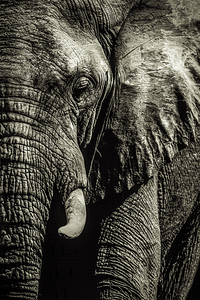 10994 Mon Elephant by John Gilsenan