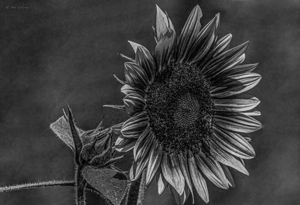 11010 Sunflower Next Door by John Gilsenan